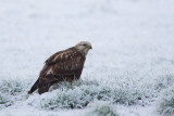 ruigpootbuizerd polder dronten 17-12-2010 4.jpg