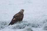 ruigpootbuizerd polder dronten 17-12-2010 6.jpg