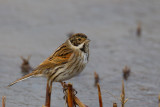 rietgors tees 3-01-2010 5.jpg