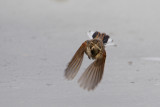 rietgors tees 3-01-2010 6.jpg