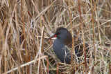 waterral tees 3-01-2010 6.jpg