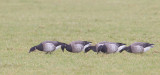 rotgans 14-01-2011 texel.jpg