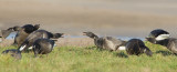 rotgans texel 16-01-2011 4.jpg