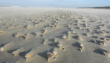 strand 01-2010.jpg