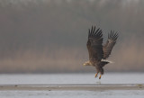 zeearend 15-02-2011 ijsselmonding 4.jpg