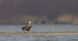 zeearend 15-02-2011 ijsselmonding 9.jpg