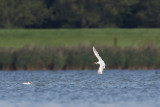 15-09-2012 reuzenstern ijsselmonding 4.jpg