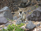 The monkeys are wild