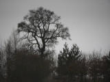 Stand 0f trees Oxfordshire.jpg