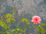 Mountain rose.jpg