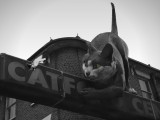 The Giant Cat of Catford .London SE.jpg
