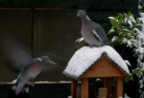 Hungry Woodpigeon early morning.jpg