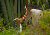 Yellow-eyed Penguin