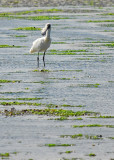 Royal Spoonbill