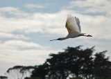 Ungainly Avian