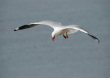 Red-billed Gull