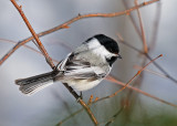 Angular Perch