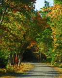 Leafy Trail