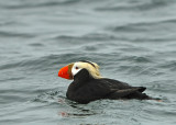 Tufted Puffin