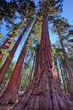 Mariposa Grove Giant Sequoias