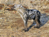 hyaena-baby-2