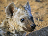 hyaena-baby