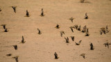 Namaqua Sandgrouse (1).jpg