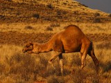 Camel kalahari