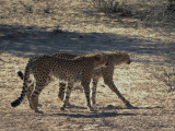 Cheetah-002