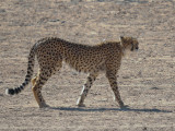 Cheetah-004