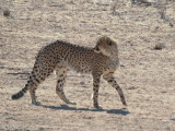 Cheetah-005