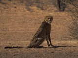 Cheetah-006
