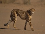 Cheetah-008