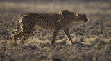Cheetah-010