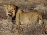 Kalahari Lion-002