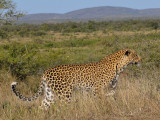 Leopard-004