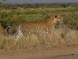 Leopard-005