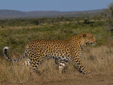 Leopard-007