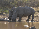 Rhino-005