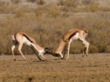 Springbok fighting