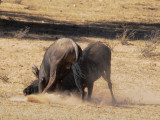 wildebeest fighting-001