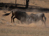 wildebeest fighting-002