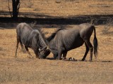 wildebeest fighting-003