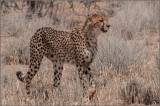 Cheetah (3)