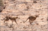 Cheetah on chase