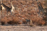 Lion-Giraffe chase(3)