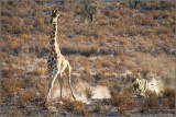 Lion-Giraffe chase(5)