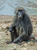 Baboon in Pilanesberg