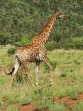 Giraffein Pilanesberg