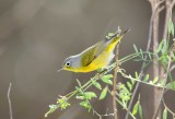 Nashville Warbler